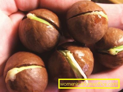 Ako pestovať lieskové orechy?