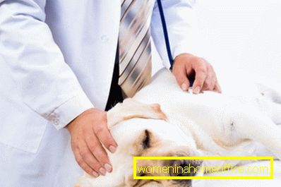 Liečba hypodermického kliešťa psa