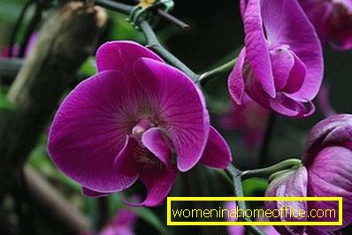 Phalaenopsis orchidey: domáca starostlivosť