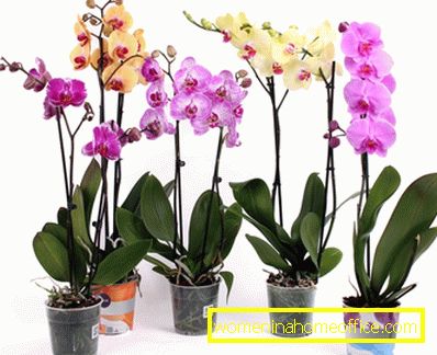 Názov orchidea Phalaenopsis pochádza z gréčtiny