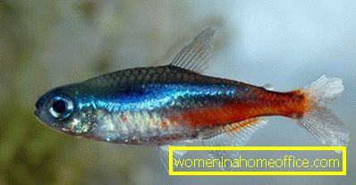 Neon akvarijné ryby sú možno najjasnejší predstaviteľ veľkej rodiny charakteristických rýb