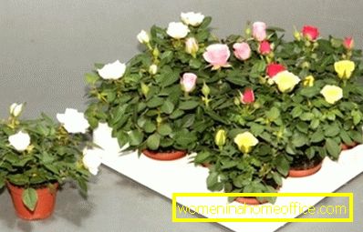 Ako pestovať ružu Kordanamikov?